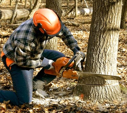 Tree Removal in Epping, NH